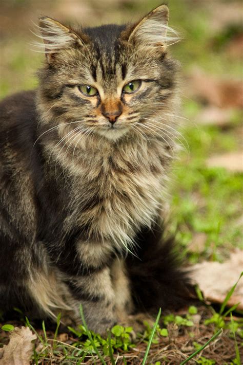 Pisipisi by emregurten on DeviantArt