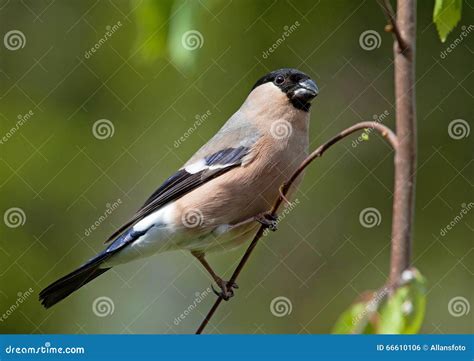 Eurasian Bullfinch Stock Photo Image Of European Songbird