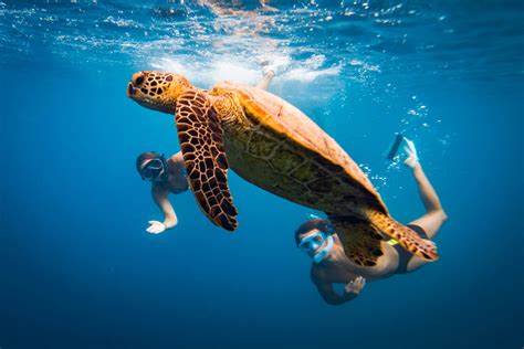 Swimming with Turtles Cook Islands - 10 reasons why you have to ...