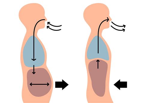 O Que A Respira O Diafragm Tica E Mais Varia Es Para Te Fazer