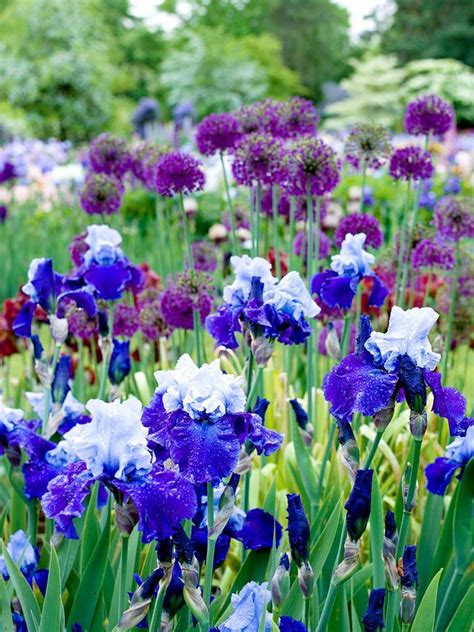 24 Perennial Planting Combinations That Look Stunning Together Artofit