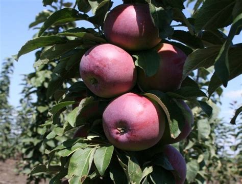 Midelt Top Départ Du Salon National De La Pomme Snrt News