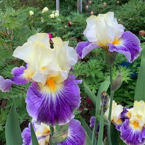 Iris Germanica Uprising White Flower Farm