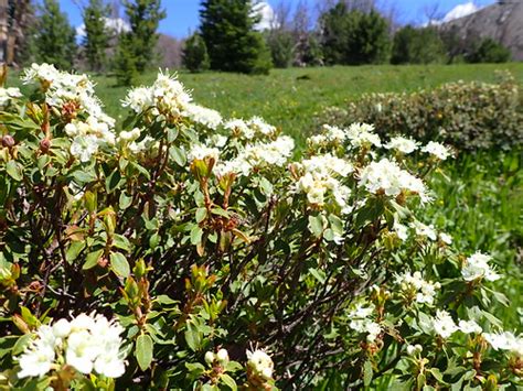 Ledum Glandulosum Labrador Tea Western Labrador Tea Is A Flickr