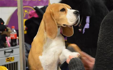 How to Groom your Beagle - An Ultimate Guide - Beagle Care