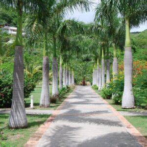 Royal Palm Tree Aka Cuban Palm GreenLife By Shamus O Leary