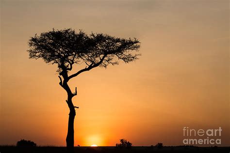 Sunrise Over Maasai Mara Photograph by Greg Dimijian | Fine Art America