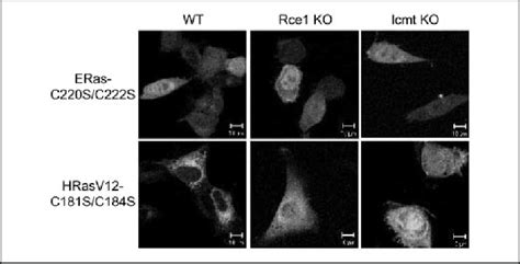 Membrane Localization Of ERas Depends On Palmitoylation Wild Type