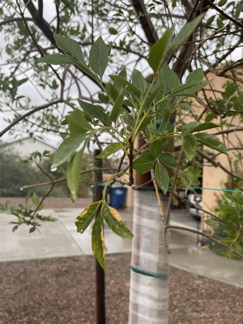 Xtremehorticulture of the Desert: 'Bonita' Ash and Ash Decline Disease