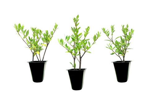 August Beauty Gardenia ( cape jasmine ) - Live Plant ( 1 QT ) - Walmart.com