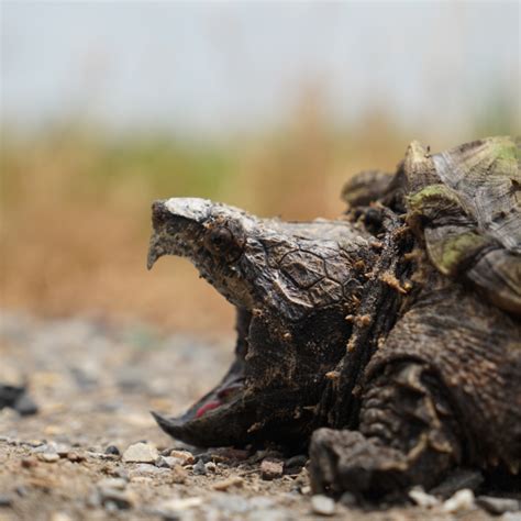 Alligator Snapping Turtle Critter Republic Dive Center