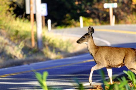 Bc Spca Cautions Drivers About Increased Deer Sightings During Rutting