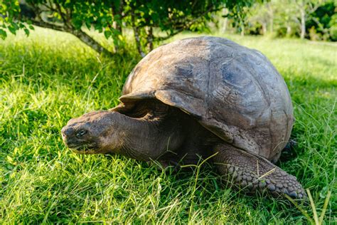 35 Awesome Things To Do in Santa Cruz, Galapagos: All Activities