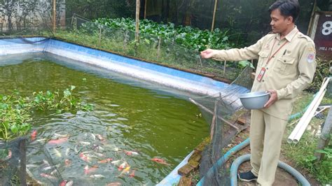 Perangkat Desa Di Cilacap Sukses Budidaya Ikan Koi Omzet Hingga Rp