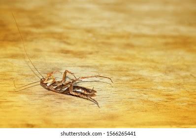 653 Cockroach Sea Images, Stock Photos & Vectors | Shutterstock