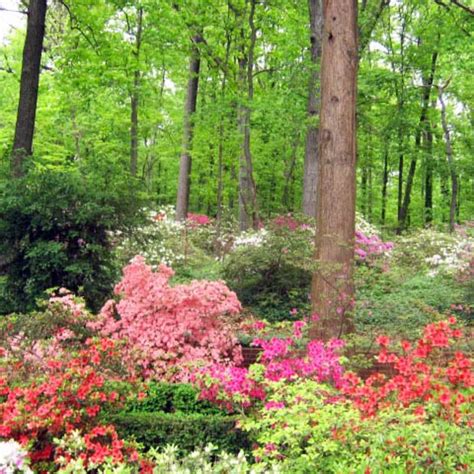 Flowering Shrubs For Shade Zone 9 : Shade Loving Perennial Flowers 15 ...