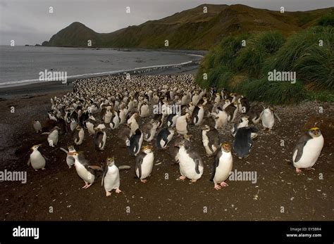 Royal penguin colony - Maquarie Island Australia Stock Photo - Alamy