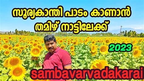 Sundarapandiapuram Sambavarvadakarai Sunflower Garden Sunflowergarden