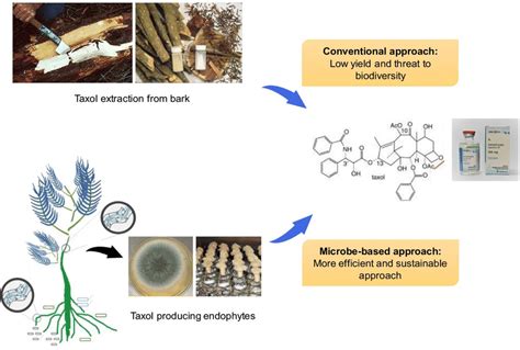 Endophyte Derived Taxol As An Alternative To The Traditional