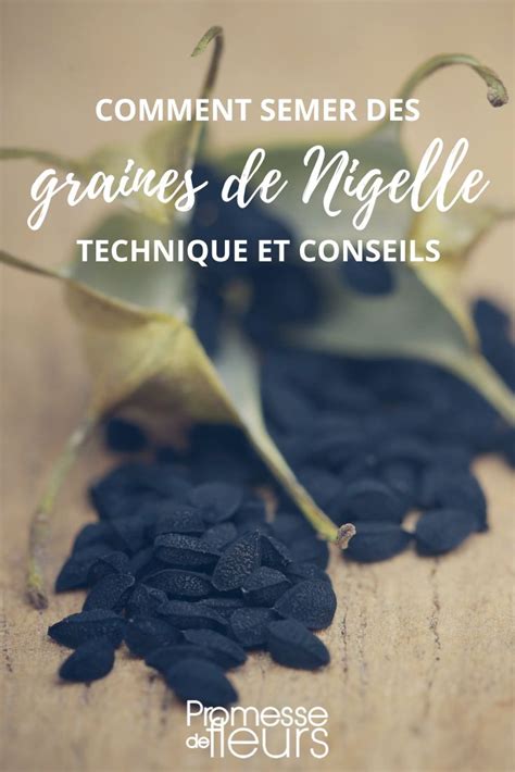 Comment Semer Des Graines De Nigelle Promesse De Fleurs