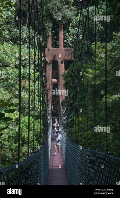 Belalong Canopy Walkway Spans 5 Connected Towers Rising 43m Above The