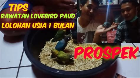 TIPS DAN PERAWATAN LOVEBIRD PAUD PEMULA LOLOHAN USIA 1 BULAN AGAR