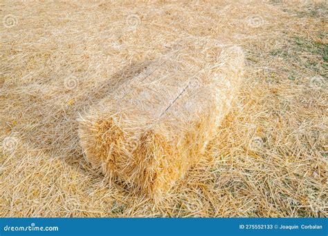 Fardos De Palha Abandonados Como Forragens Para Bovinos Rurais Imagem