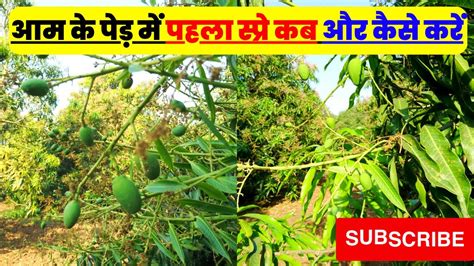 How To Do First Spray In Mango Tree आम में फूल आते समय पहला स्प्रे