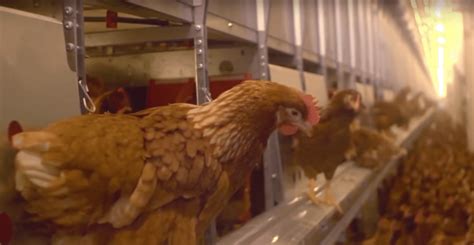 Major Investigation Exposes the Truth About One of America’s Largest Organic Egg Brands ...