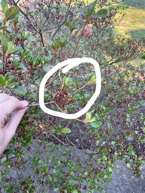 Azalea Bush Dead Blooms Rgardening