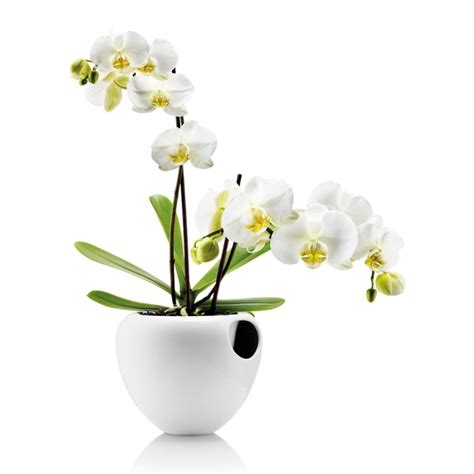 Купить Горшок для орхидеи Orchid Pot белый
