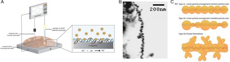 Dnatemplated Nanowires Assembled By Electrochemical Deposition A