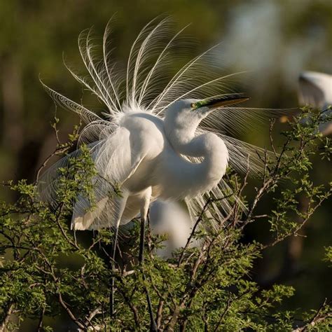 A Great Egret In Breeding Plumage At A Rookery In San Antonio Texas