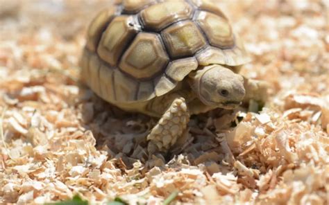 Tortoise Bedding 101: Materials, Sizes and Best Practices - Reptile Jam