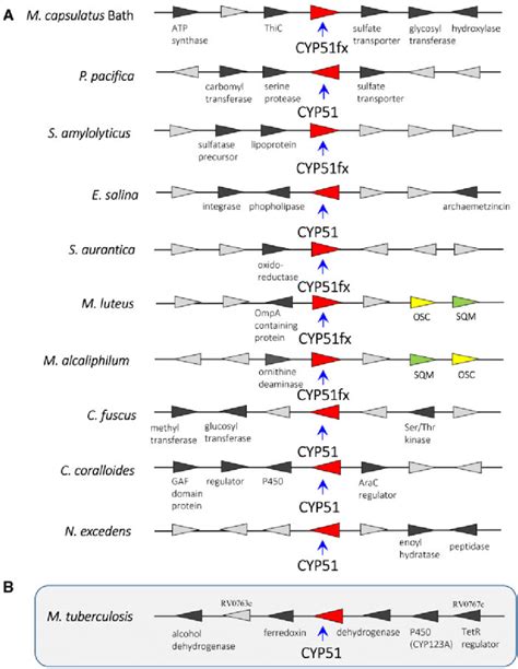 Examples Of Bacterial Cyp51 Gene Synteny A Cyp51fx And Cyp51 Genes