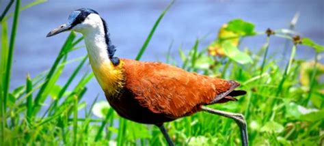 Discover The African Jacana A Marvel Of Wetland Ecosystems Zoo