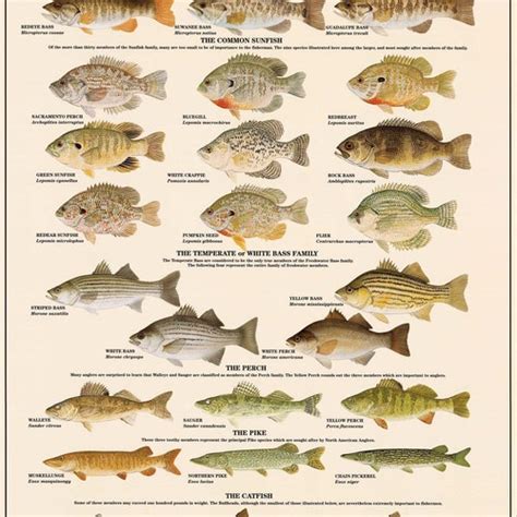 Great Lakes Fish Poster Identification Chart And Fishermen Etsy