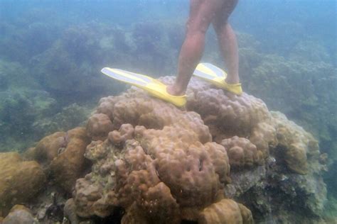 Coral Reef Destruction: 5 Common Causes of Coral Degradation