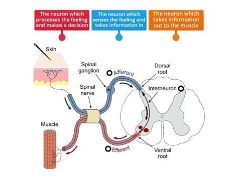 REFLEX ARC - Labelled diagram