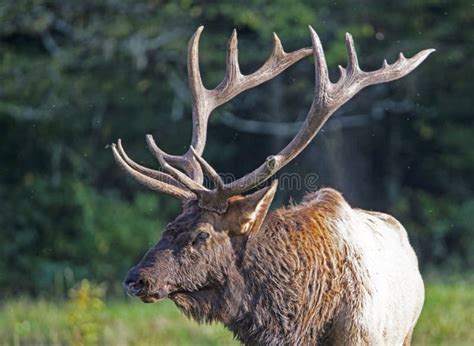 Massive Bull Elk, with Massive Antlers Stands in a Field of Grass ...