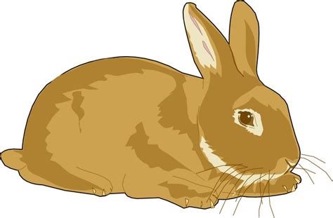 Bunny Clipart Pictures – Clipartix