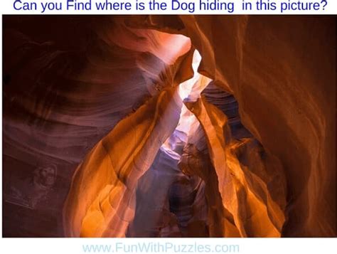 Hidden Animals Picture Puzzles: Test Your Observation