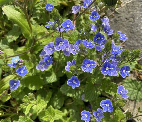 Veronica Chamaedrys Germander Speedwell Bird S Eye Spe Flickr