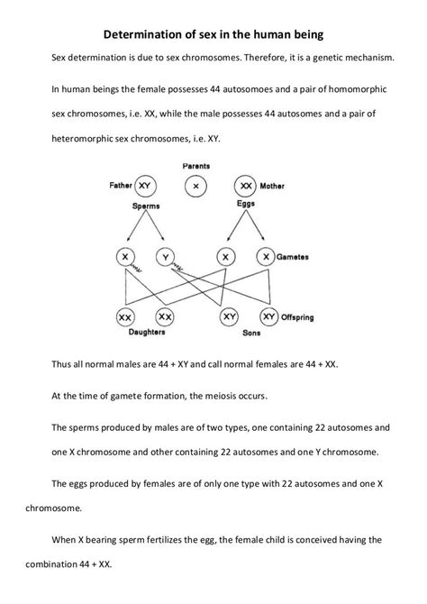 Determination Of Sex In The Human Being