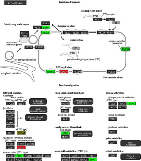 Schematic Of Peroxisome Biogenesis Pathway From Partek Pathway