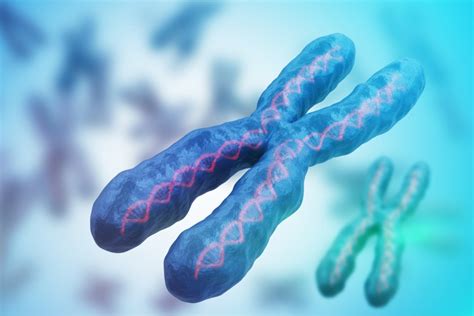 What Is Chromosome 2