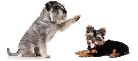 5 Irresistible Traits Of The Schnauzer Yorkie Mix A Perfect Blend