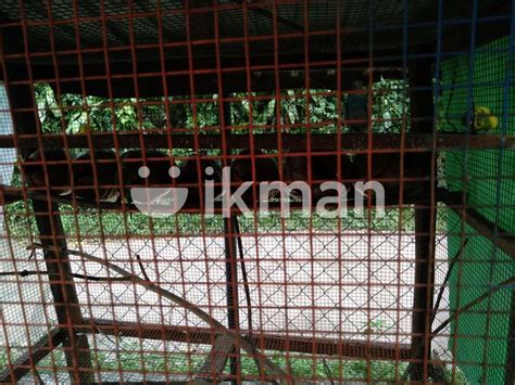 Bird Cage In Gampaha City Ikman