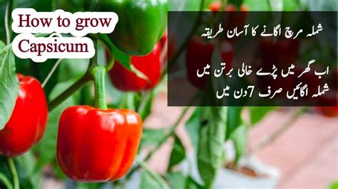 How To Grow Capsicum At Home Shimla Mirch Ugane Ka Tarika Youtube