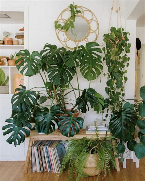 40 Cool Indoor Plants to Add to Your Home ASAP